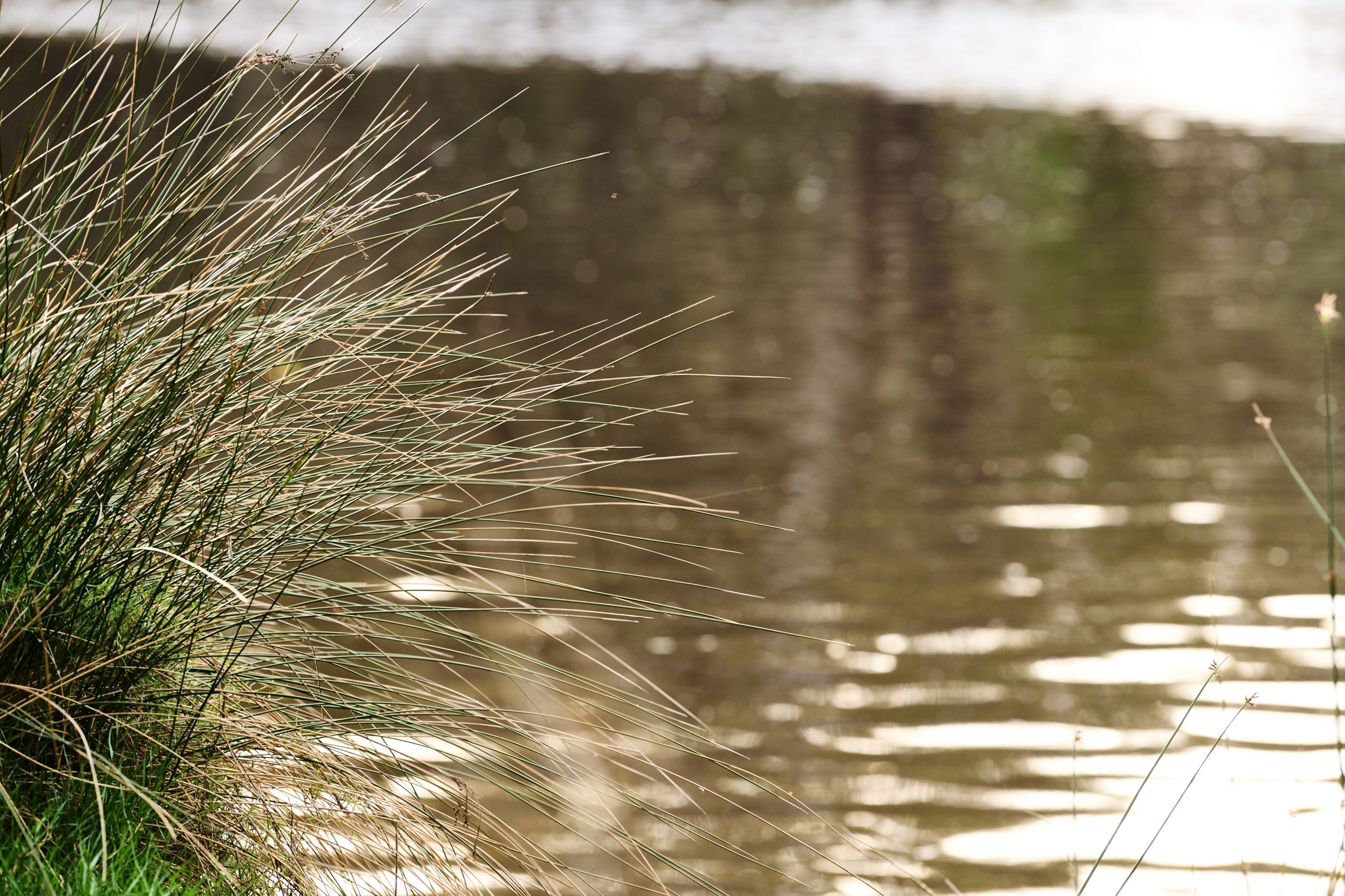 Close Up Of Natural River Side At Rivermark Estate By Hesperia
