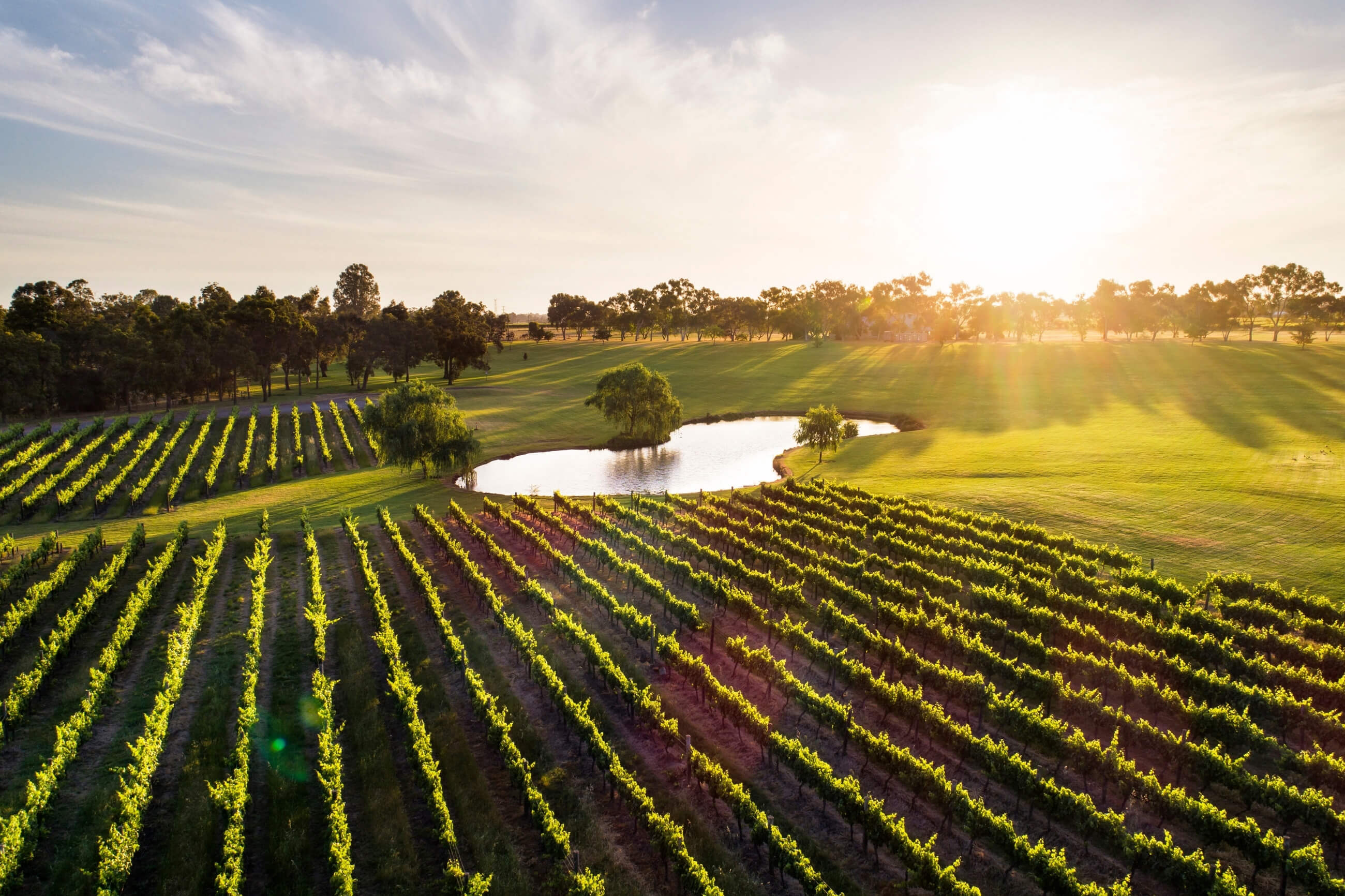 sun rising over a green field in rivermark