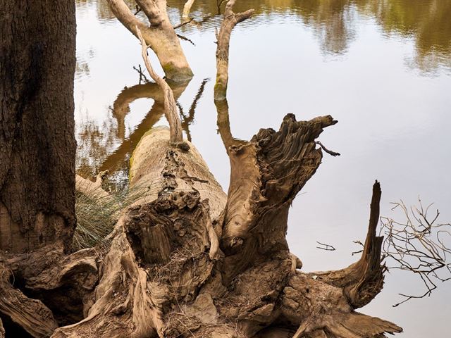 a dead tree trunk by the riverside in rivermark