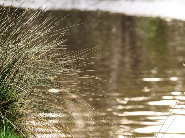 tall grass by the river hysperia